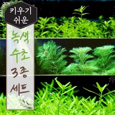 [미초] 초보가 키우기 쉬운 녹색 수초 3종 세트 (펄그라스/로타라그린/암브리아) / 초보자용 수초 / 수초 세트 / 구피 수초