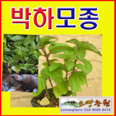 박하화분