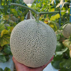 산지직송 제철 싱싱 신선함과 고당도 머스크 메론, 1박스, 4kg 2수 내외