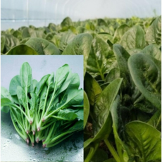 알뜰농장 온상 하우스 시금치(전남 나주 남평) 2-4kg, 1개, 온상 하우스 시금치 2kg