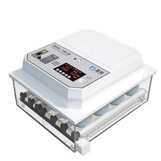 미니메추리종란