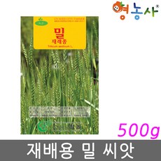 재배 밀씨앗 500g, 1개