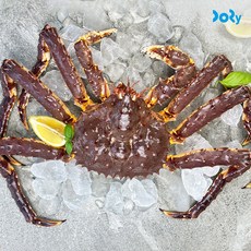 도리마켓 직수입 프리미엄 활 레드 킹크랩 수율 대박, 1개, 2.2~2.4kg