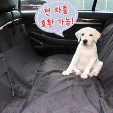 개과천선강아지카시트