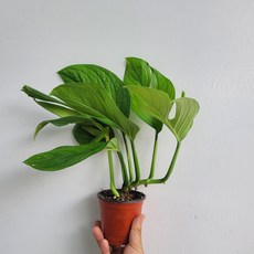 방콕더시암