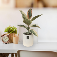 베고니아마큘라타