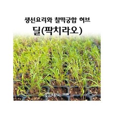 [모종심는아빠] 생선요리의 향신료 딜 팍치라오 모종