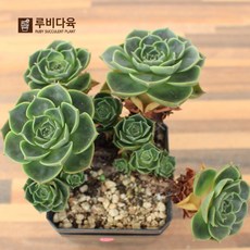 //상품명