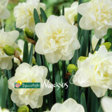 건강한춘복이네