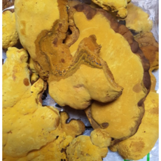 국산 유기농 뽕나무 상황버섯 250g 1팩 항암버섯 뽕나무상황버섯 참나무상황버섯 국산상황버섯 상황버섯차 국내산상황버섯 상황버섯국산 국내상황버섯 상황버섯국내산, 1개