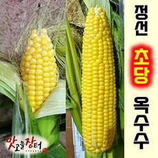 옥수수커튼