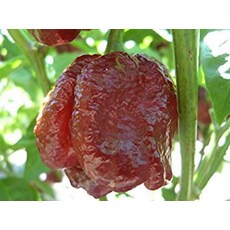 트리니다드 전갈 Moruga 고추 초콜릿 * 25 개 + 씨 * 무료 미국 배송