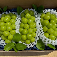 고당도 특품 샤인머스켓 망고포도 1kg 2kg, 프리미엄 샤인머스켓 3수 선물세트, 1개
