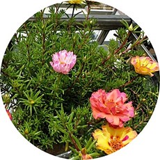 채송화패션 TOP01