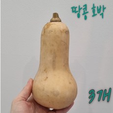 국내산 땅콩호박 버터넛스쿼시 건강식 다이어트 호박 땅콩호박씨앗 오렌지호박 단호박 butternut 슈퍼호박씨앗 땅콩버터, 1kg이상, 1개