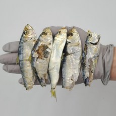 판도라프림로즈