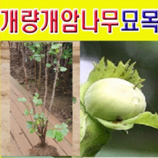 개암나무묘목