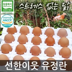 청둥오리유정란