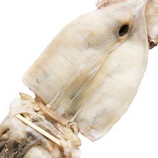건어물천국 동해안 반건조 오징어 10마리, 왕특대(2kg), 1개