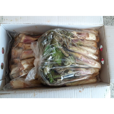 [당일수확] 두릅 500g 1kg 땅 두룹 드릅 드룹 국내산 경상남도 두릅 최상급 두릅 땅두릅 두릎 자연산두릅, 1개