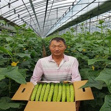 기태네농장 백다다기오이 25개 오이지, 1박스, 특 4kg이상(25개)
