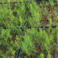 아스파라거스종근