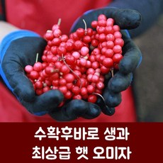 오미자 TOP01