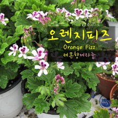 허브여울제라늄 오렌지피즈 (Orange Fizz 레몬향제라늄 지름 10cm소품화분, 1개