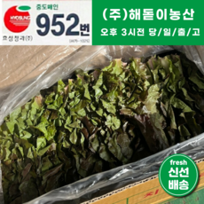 <해돋이농산> 국내산 적상추 상추 쌈채소 쌈야채 2kg 4kg, 1개