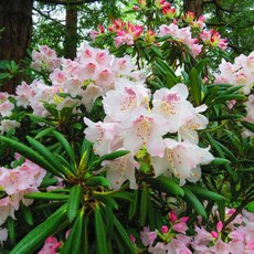 만병초꽃