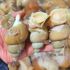 백골뱅이 생물 통골뱅이 포항 국내산 산지직송 띵작상점, 중소 (35-45미내외), 1개, 1kg