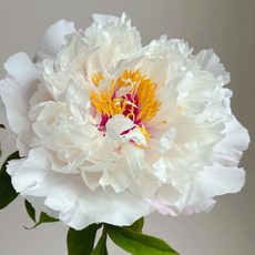 국내산 목단나무 묘목 모란 3년생 3지 흰꽃 작약 꽃나무 (개화주) 목단 묘목, 1개, 향옥 3년생 3지