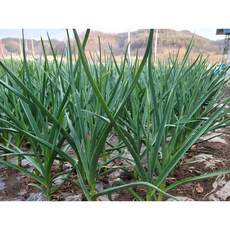 [연휴전발송마감] 2024년 의성에서 자란 홍산유황마늘 홍산마늘 1kg, (7/22 이후발송) 저장마늘, (왕특) 5cm이상 1kg, 1개