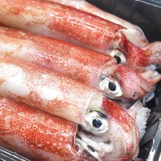 [이츠레디] 생물 한치 1kg 8~10미내외, 1개