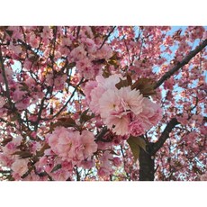서울농원묘목/벚꽃나무 겹벚나무 5치화분묘 개화주, 2년생 분묘, 1개