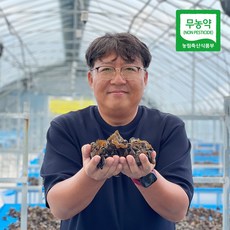 [생산자직송] 강진 양승규님의 무농약 생 목이버섯 500g, 1개