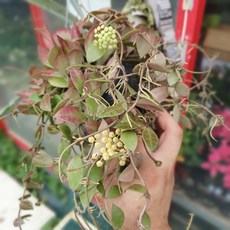 호야꽃