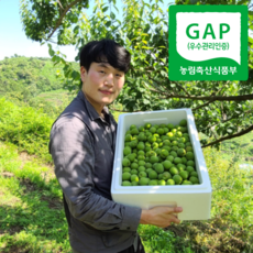 산지직송 GAP인증 하동 매실, 황매실  5kg 혼합, 1개