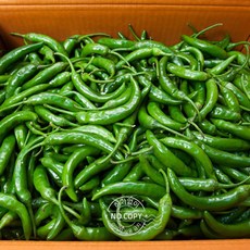 2022년산햇고추가격