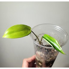 (비비플랜츠)플로리다뷰티바리에가타(동일품발송)관엽식물 홈가드닝 무천이 플랜테리어 인테리어식물 식친 식집사 까페식물 까페개업식물