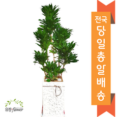 특대형 개업 축하 화분 전국 당일배송, 1개, 24. 콤팩타