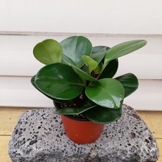 청페88