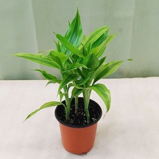 트리아니아냉풍기