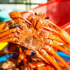 [물맛남] 붉은대게 자숙 홍게 3kg 8-12미(라면용/수율50%이하), 1개