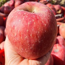 [ 정가네 ]꿀사과 가정용 선물용 경북 신선 부사 사과, 09.가정용사과 10kg/중과