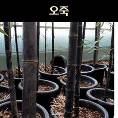 오죽 검은대나무 2m 이상 조경수 관상수 대나무 묘목 포인트조경, 1개