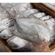 생물 병어 횟감 구이 찜 새꼬시 제찬 선물용 가정용, 1개, 특대 병어 1마리 450g