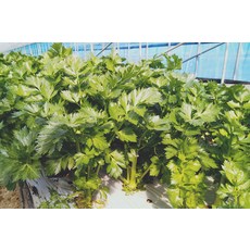 샐러리 (Celery) 1포기 1kg 내외, 1개