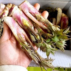 국내산 땅두릅 참두릅 개두릅 엄나무순 봄나물 산나물, 1개, 300g