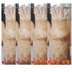 느타리버섯 키우기 무농약 친환경 배지 4개 느타리 종균 키트 세트 집에서 아이랑 엄마랑 체험학습 웰빙 식용 버섯요리 국내산 가정 학교 관공서 단체 사무실 효과 추천